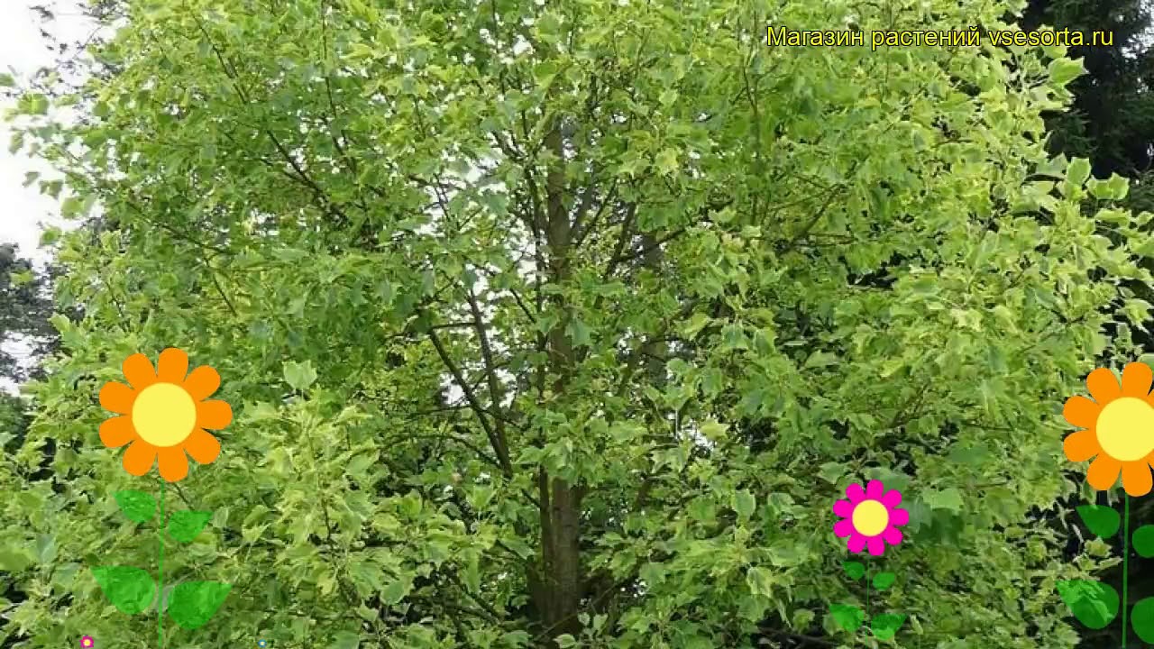 Лириодендрон тюльпановый Ауреомаргинатум. Краткий обзор liriodendron tulipifera Aureomarginatum