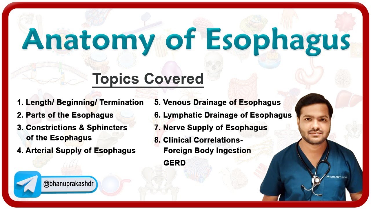 Anatomy of Esophagus: Parts, Constrictions. Neurovascular supply, Venous & lymphatic drainage