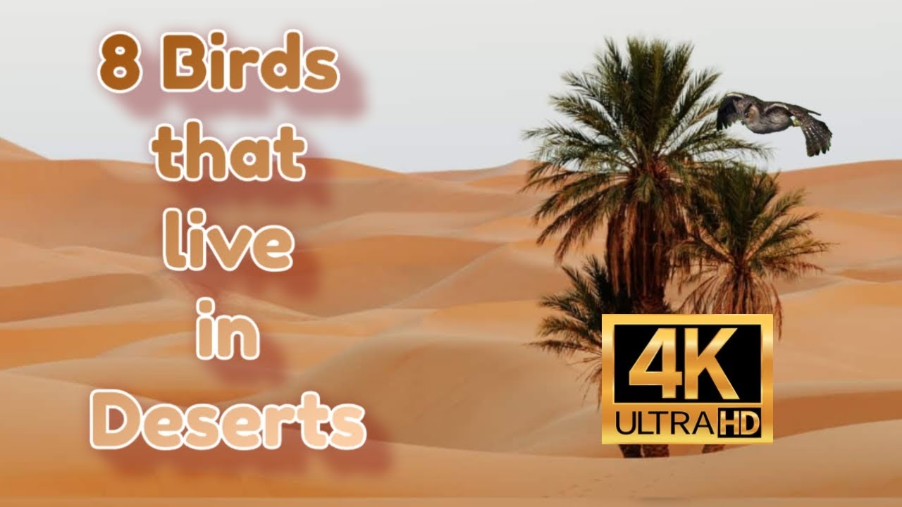 8 Birds that Live in Deserts 4K