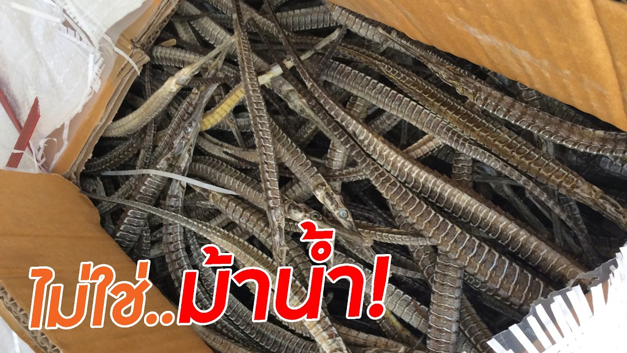 ไม่ใช่ม้าน้ำ! แต่เป็น 'จิ้มฟันจระเข้' ที่เกือบสูญพันธุ์เพราะโดนตากแห้ง