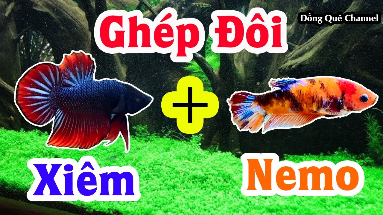 Kết Quả Bầy C&aacute; ALIEN Lai Fancy - Thử Gh&eacute;p Đ&ocirc;i C&aacute; XI&Ecirc;M Với C&aacute; Betta NEMO GALAXY┃Đồng Qu&ecirc; Channel