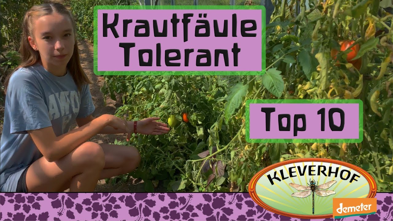 Top 10 Krautfäuletolerante Tomaten. Die besten, robusten Tomaten in einem wirklich nassem Jahr.