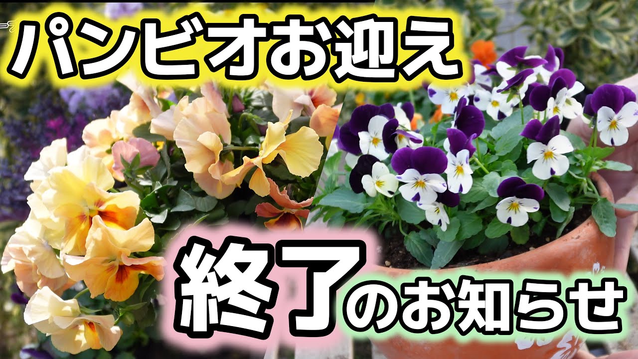【これでおしまい】パンビオお迎えはこれで最後！？次から次へと魅力的なパンビオが出てきますが一旦ここで区切りをつけます！