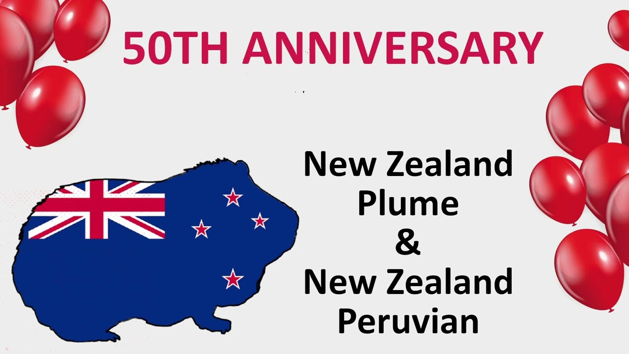 50th Anniversary for Two New Zealand Guinea Pig Breeds