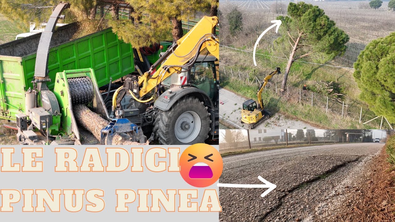 ABBATTIMENTO PINUS PINEA E CIPPATURA / PINUS PINEA FALLING AND WOOD CHIPPING