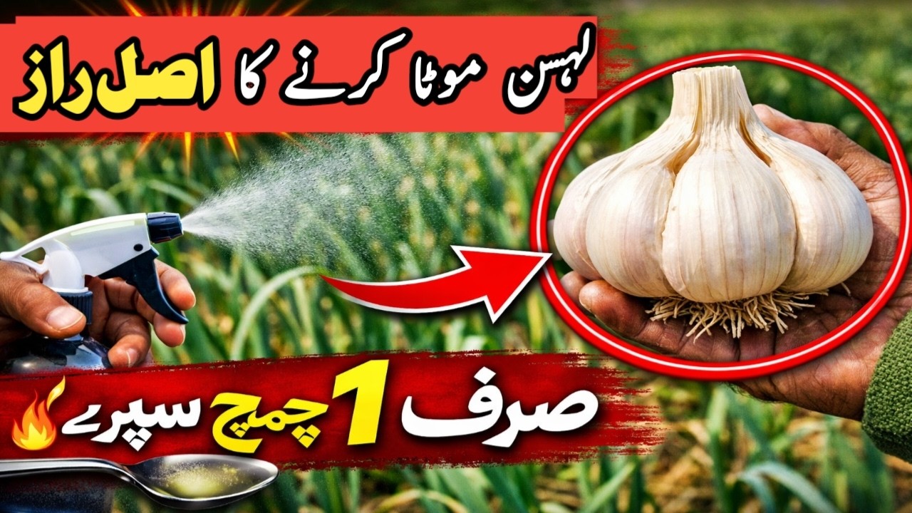 لہسن موٹا کرنے کا اصل طریقہ | کون سی سپرے کس وقت کریں!