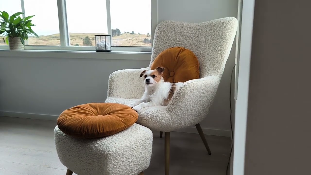 A dogs life!
