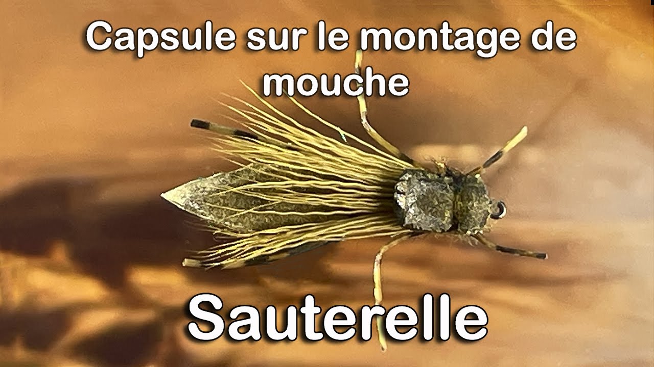 93- Sauterelle  HD