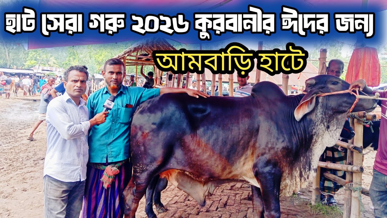 @দিনাজপুর জেলার আমবাড়ি হাটে ২০২৬ কুরবানী ঈদের জন্য খামার উপযোগী গরু কেমন দামে বেচাকেনা হচ্ছে দেখুন! 