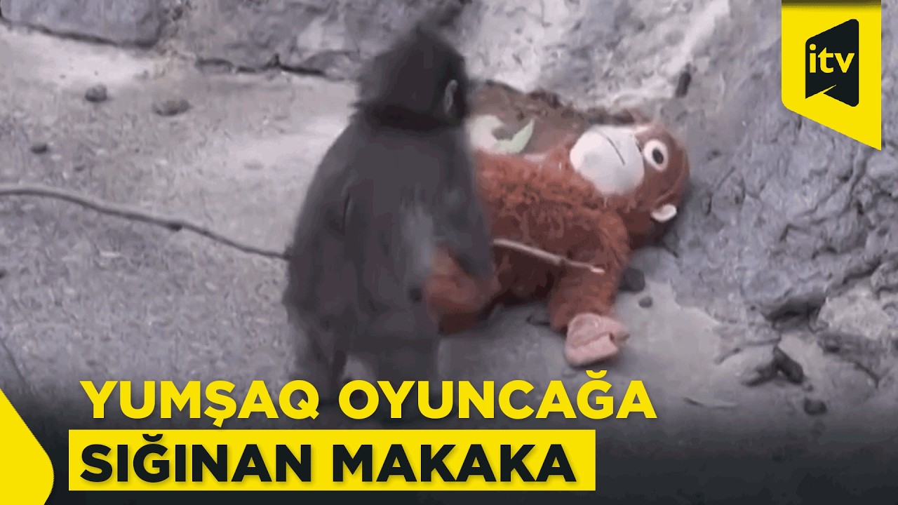 Milyonları duyğulandıran Pançın hekayəsi