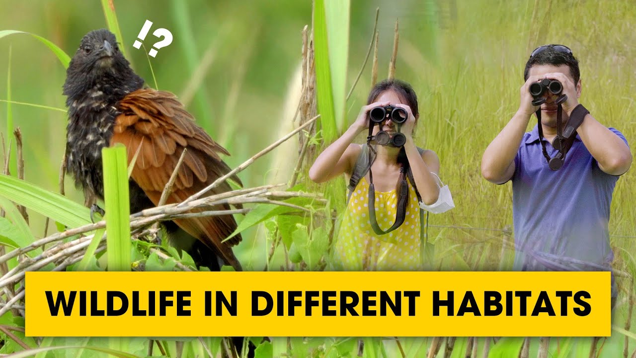 How Singapore solve her lack of habitats | Wildlife Treasure hunt