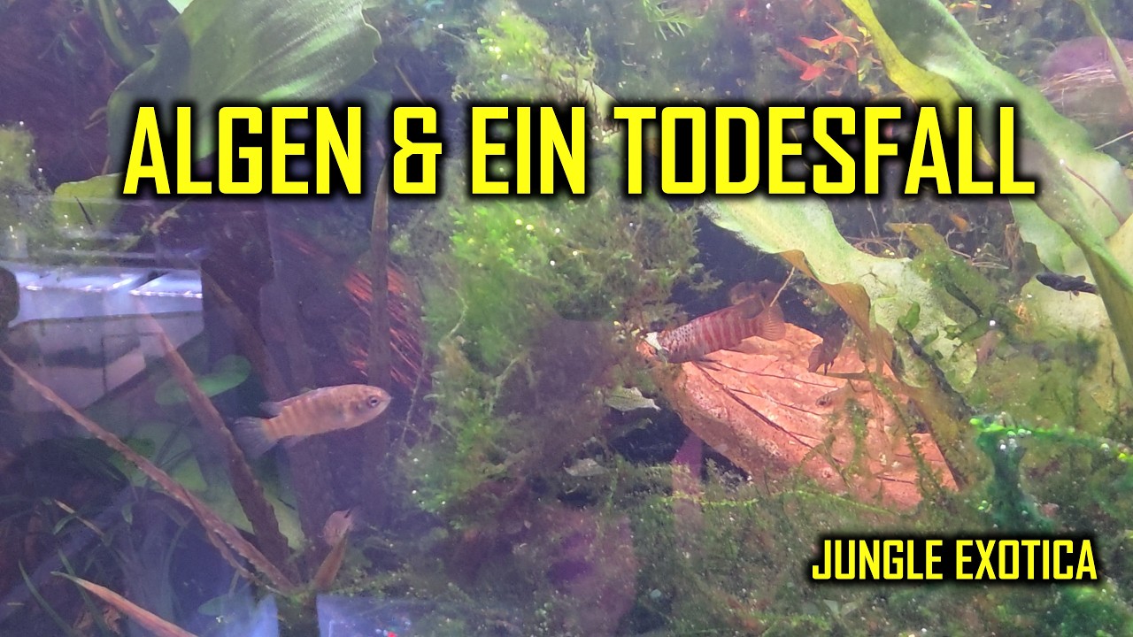 Algen & ein Todesfall | Wochen-Update #75 | Jungle Exotica