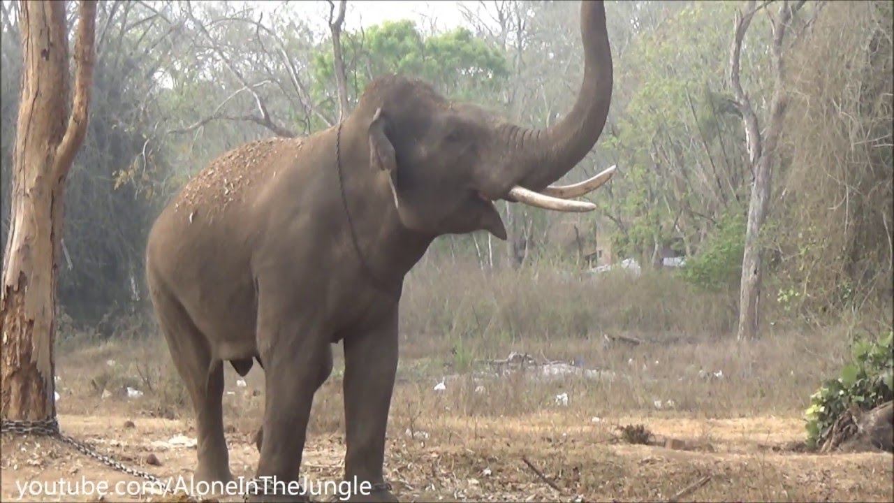 Elephant Chasing Tourists