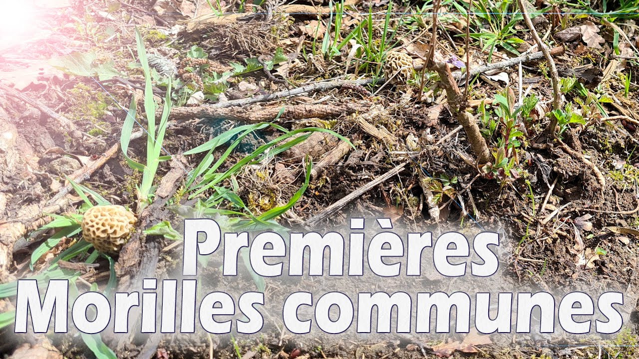 Morilles 2021 : Les premières morilles communes sont petites et peu nombreuses.