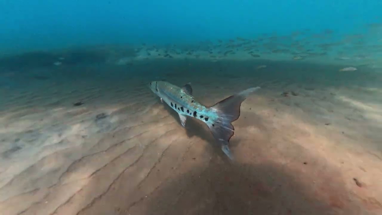 Course poursuite avec un  barracuda 4K