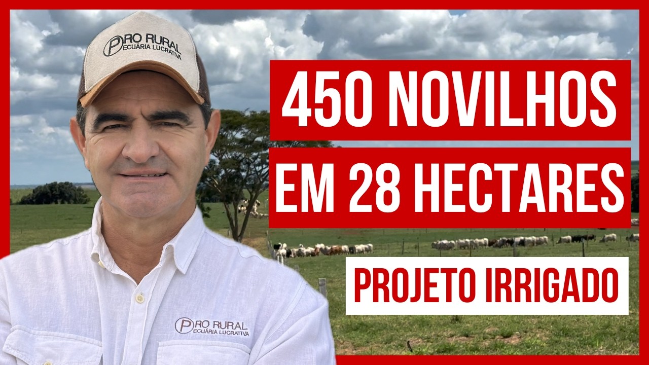 450 NOVILHOS EM 28 HECTARES - Projeto ROTACIONADO ADUBADO e IRRIGADO #parte8