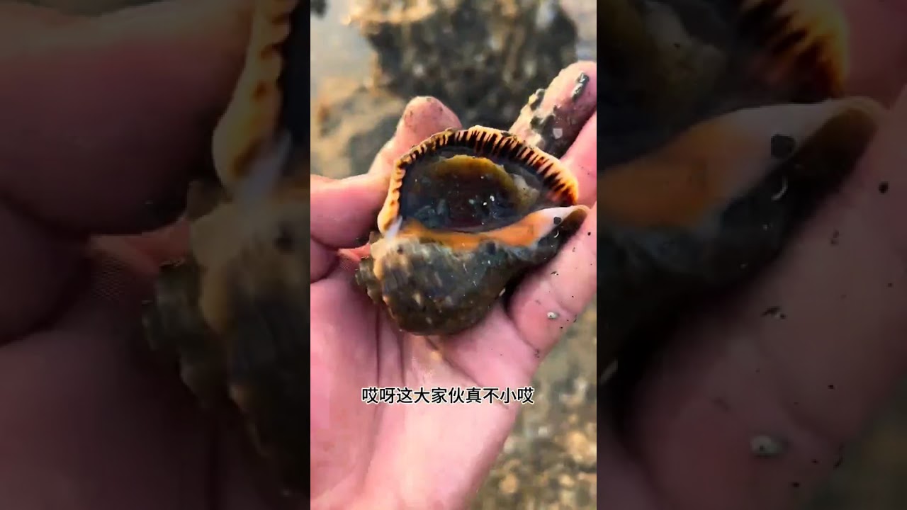今天带大家看看海边发海了是怎么捡毛蚬子海螺的，收获了多少大货