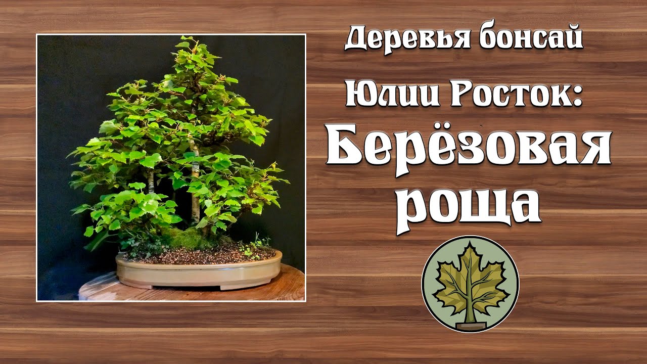 Символ России  -  берёзовая роща  бонсай @Studio.Bonsai