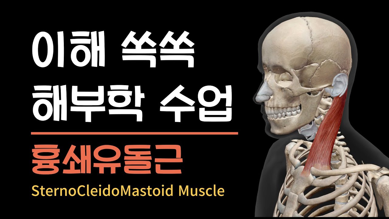 이해 쏙쏙 해부학 수업 - 흉쇄유돌근 sternocleidomastoid muscle