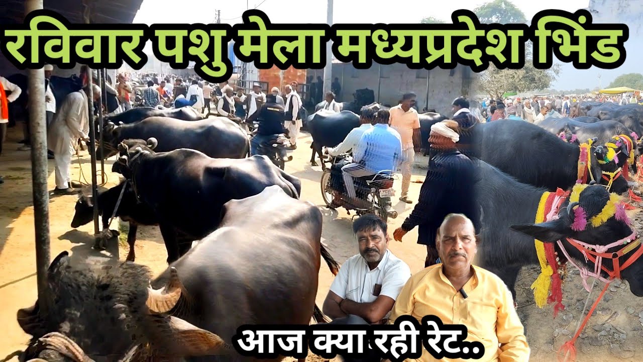 भिंड पशु मेला || Bhind Pashu Mandi || Desi Murrah bhains mandi | रविवार पशु मेला #pashumandi 