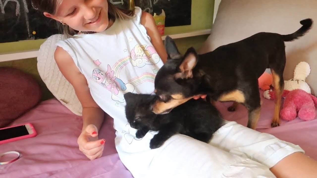 VLOG .НАШЛИ КОТЕНКА или у нас Новый питомец.