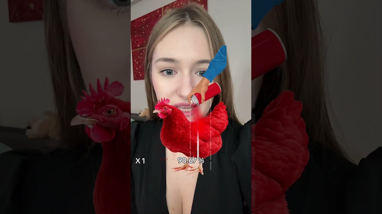 КУРОЧКУ ГРЕЙДИМ