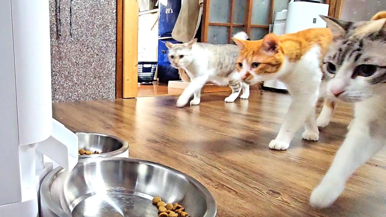 ３日間留守にするので【自動給餌器】購入してみました！
