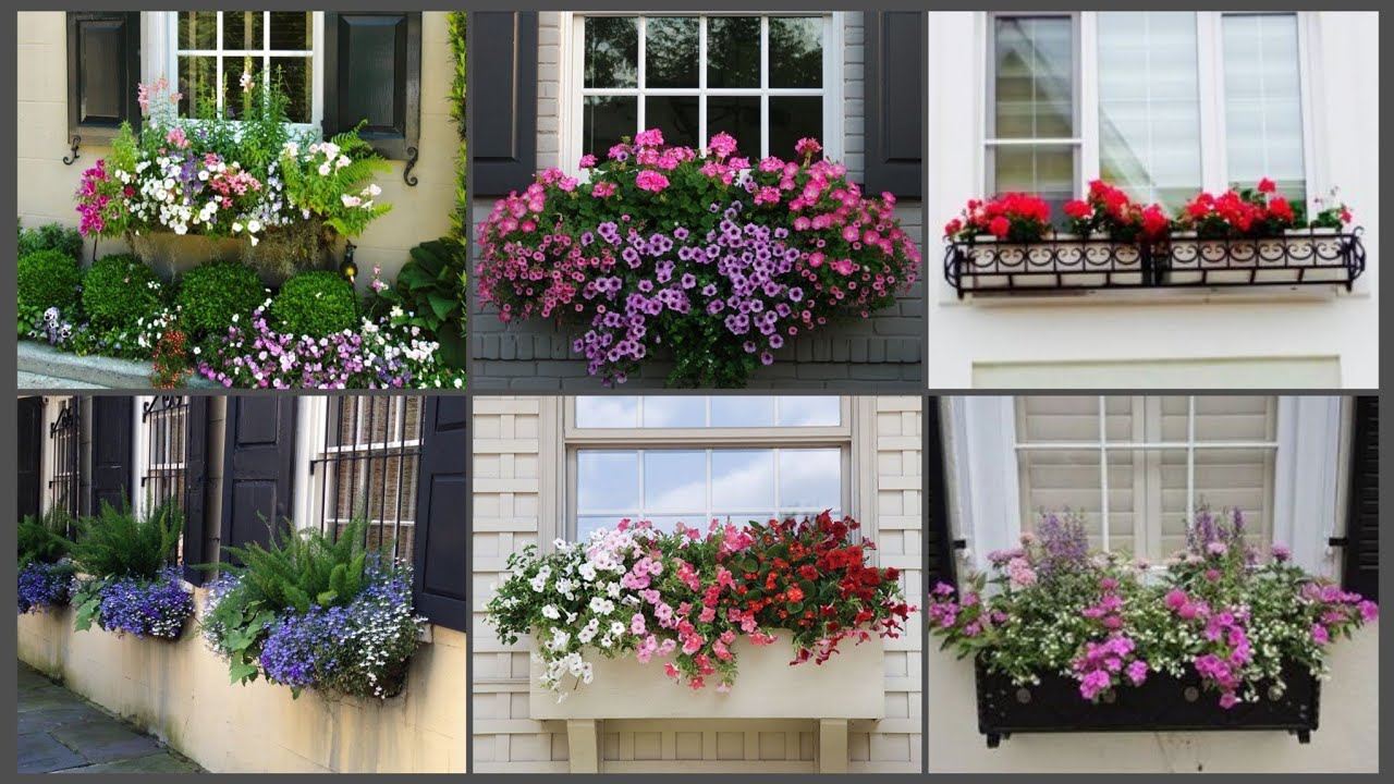 Winter Window Planters: Cold-Resistant Plants & Flowers