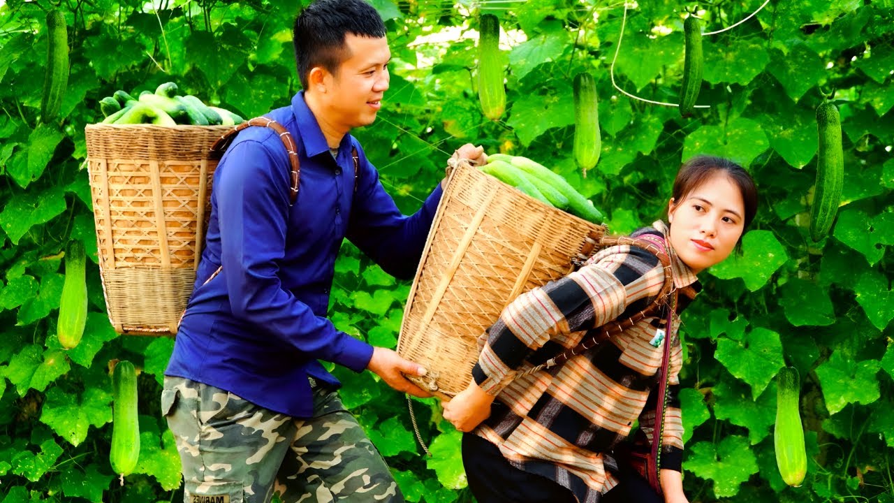 Harvest cucumbers for salads to sell and harvest zucchini to make delicious zucchini tea and jam