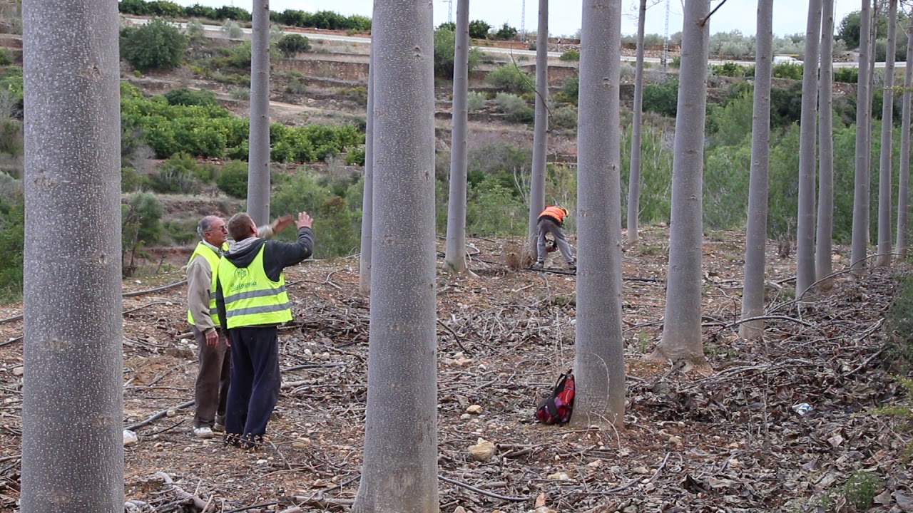 taierea la maturitate a copacilor paulownia Cotevisa 2 in 2018
