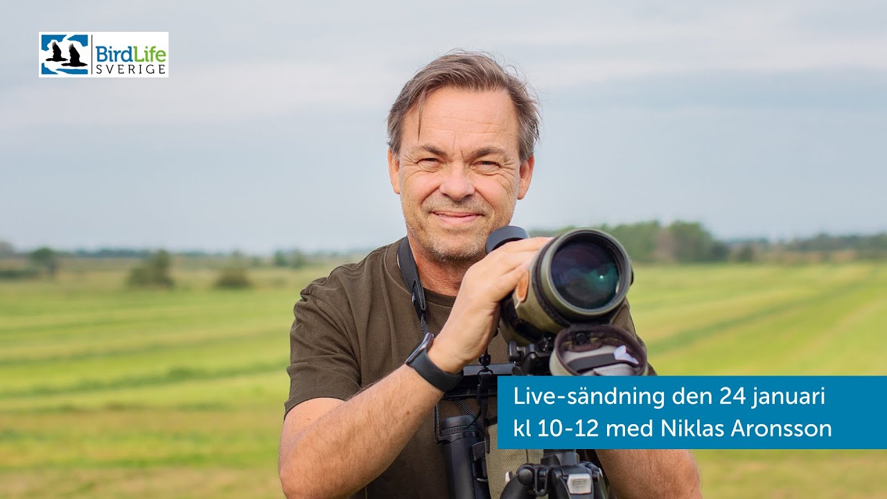 Livestreaming under Vinterfåglar inpå knuten