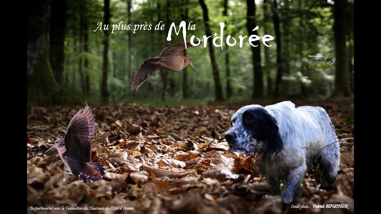 🍂AU PLUS PRÈS DE LA MORDORÉE 🍃 [LE FILM] Histoire de Chasse. Chasse de la Bécasse en Bretagne