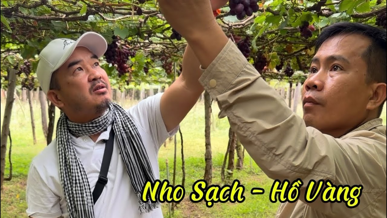 Nho Sạch - Nông trại Hồ Vàng