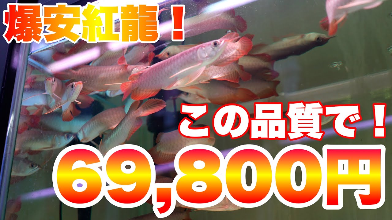 【ショップ訪問】爆安紅龍！初心者の方にオススメ！このクォリティでこの価格！　熱帯魚　aquarium　arowana fish