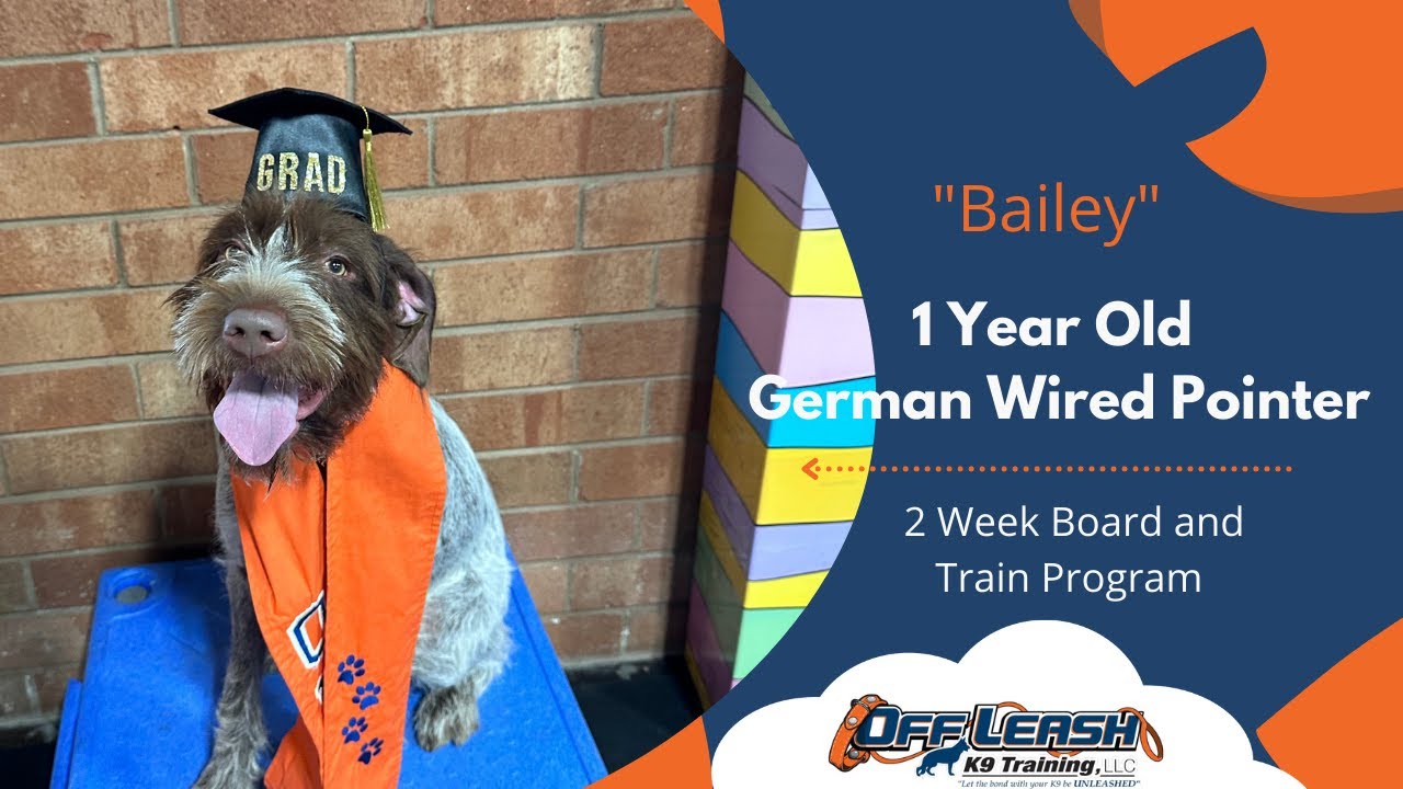 Winston Salem Dog Trainers - (German Wired-Haired Pointer)