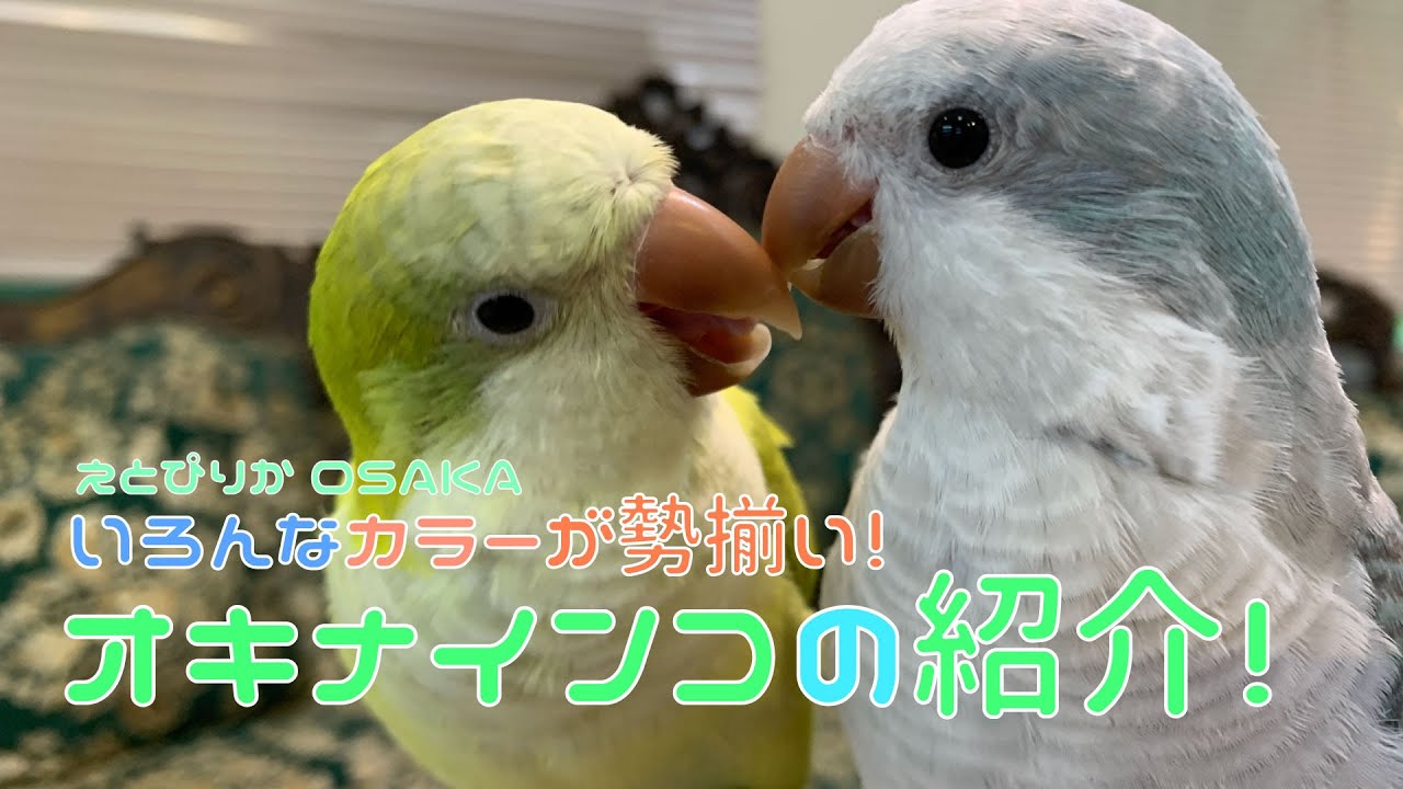 【えとぴりかOSAKA】第二弾！ニューメンバー！オキナインコの紹介！【オキナインコ・Monk parrot】