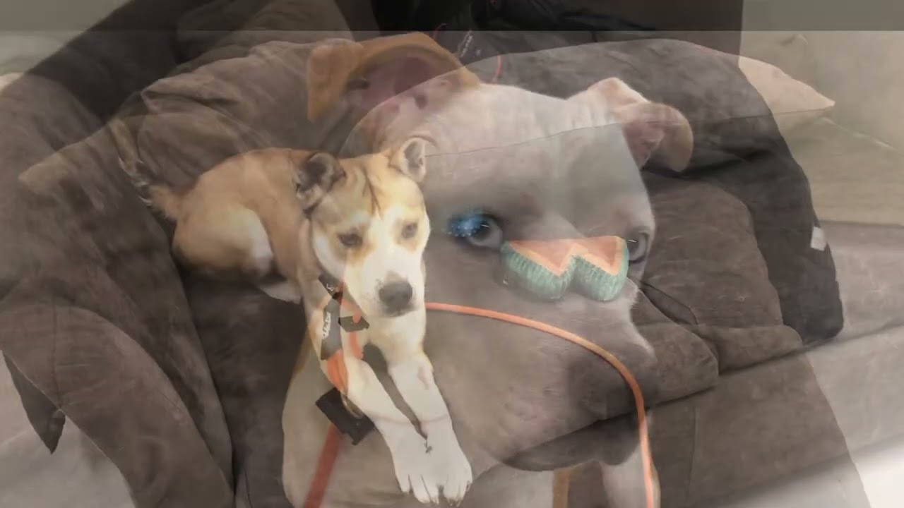 Meet your new best friend