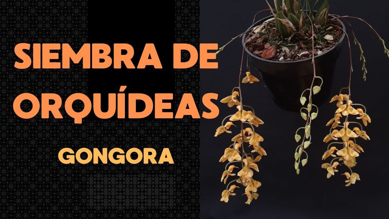 Siembra de orquídea Gongora