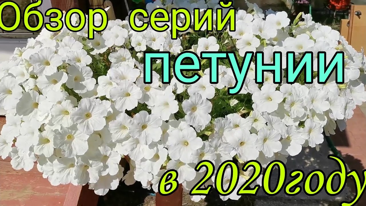 Обзор серий петунии из семян, которую я выращивала в 2020году.
