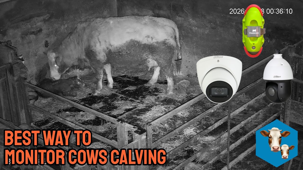THE ULTIMATE CALVING SETUP | Calving Update 2026 (2)