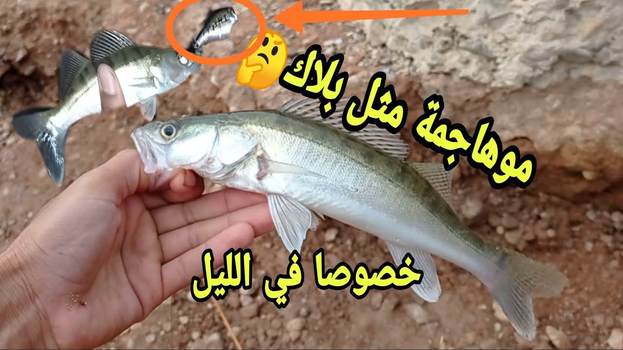 طريقة صيد سمكsander او ميرنة🐟 بي rapala🎣 والطعم حي في اليل والنهار فرجة ممتعه