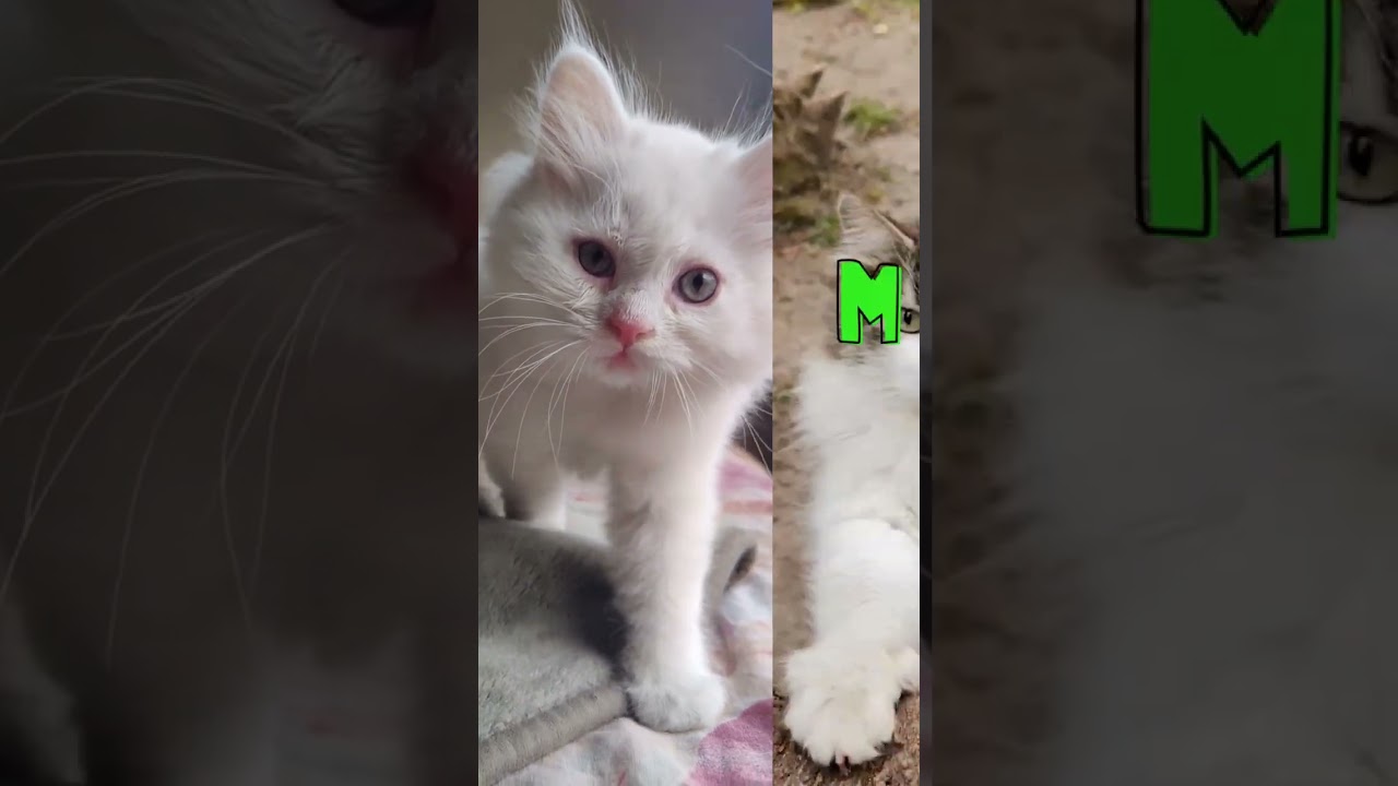Relaxing Music for Cats - Ultimate Stress Relief 🎶🐱