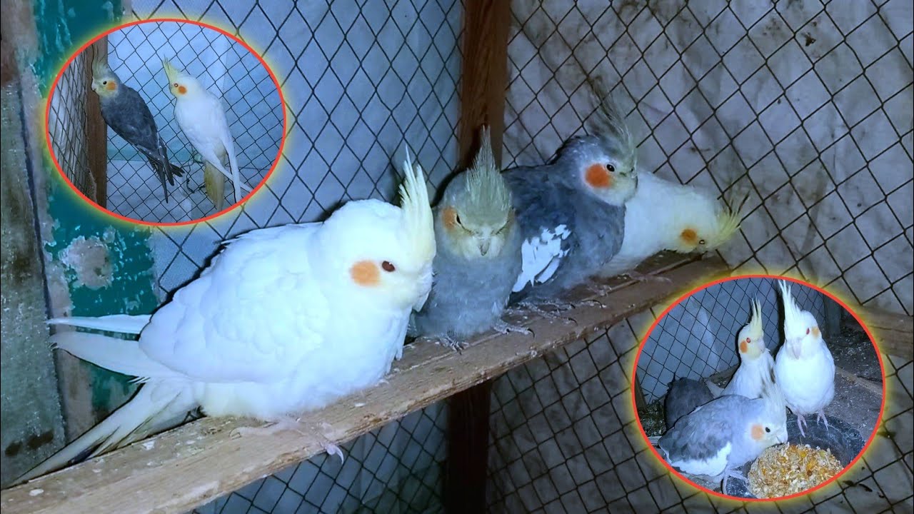 Cocktail Video 2 |Cocktail Lovers|W pet vlog 