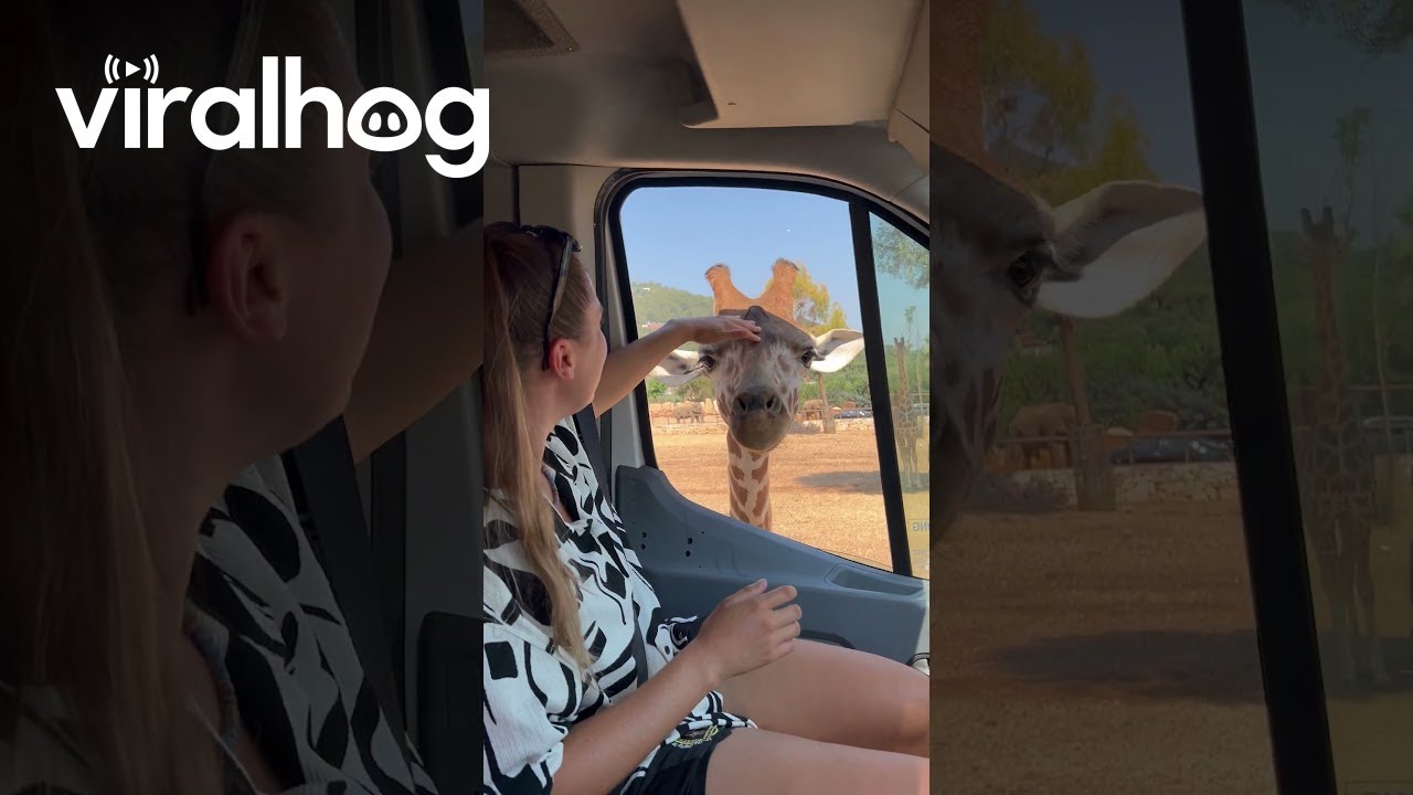 Język żyrafy staje się głupi || ViralHog