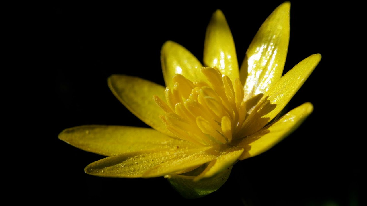 GURLITT - Spring Flowers Opus 215 No. 5 - Celandine - Efraín García, piano