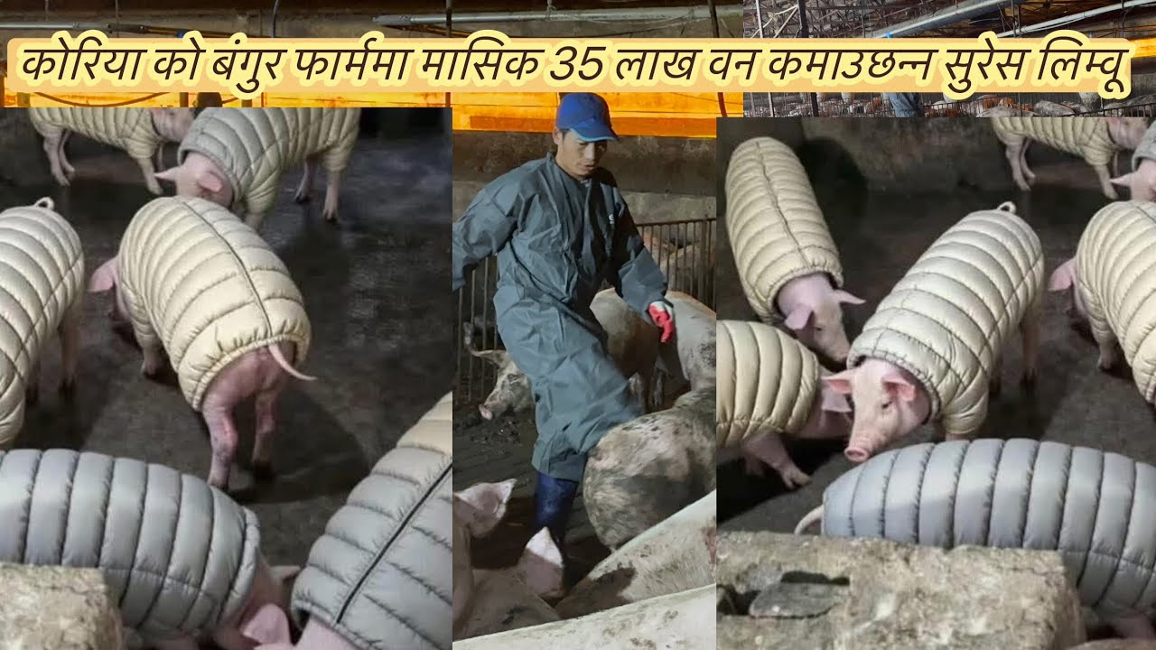 कोरिया को बंगुर फार्ममा षैसा कमाउन तेति सजिलो चैई छैन दुःख सारै गर्नु पर्ने रहेछ #viral 