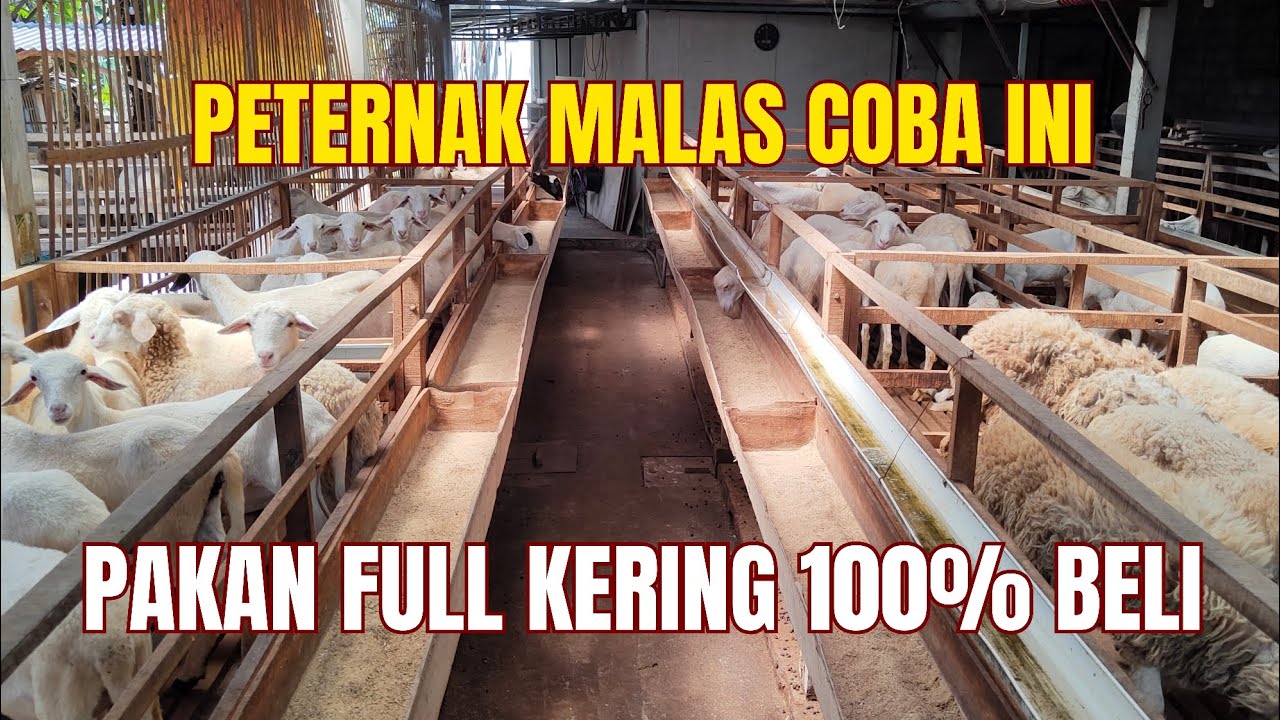 SUKSES PENGGEMUKAN DOMBA dengan PAKAN KERING 💯% BELI