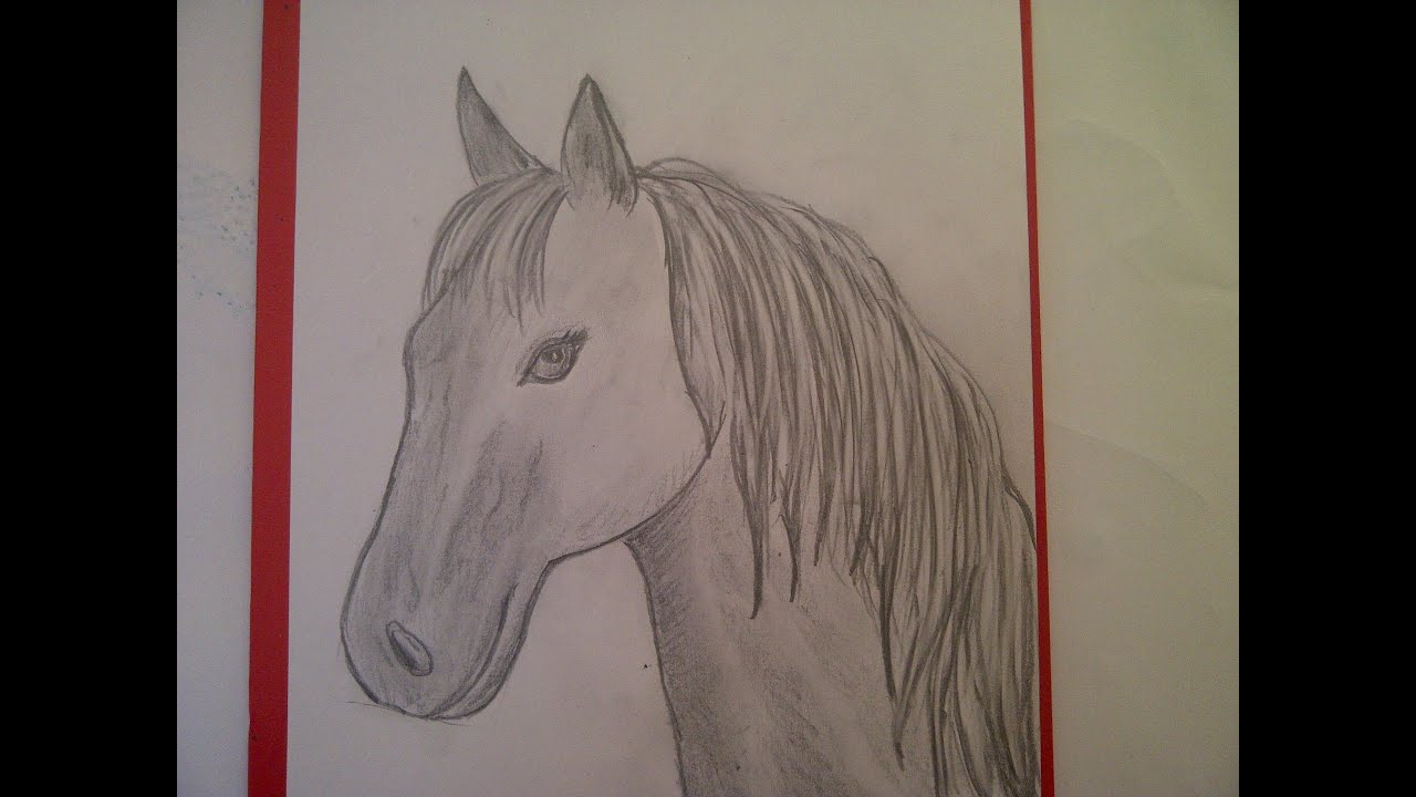 Zeichnen lernen für Anfänger. Pferd malen. Pferdeportrait. Pferdekopf.  Learn to draw a horse