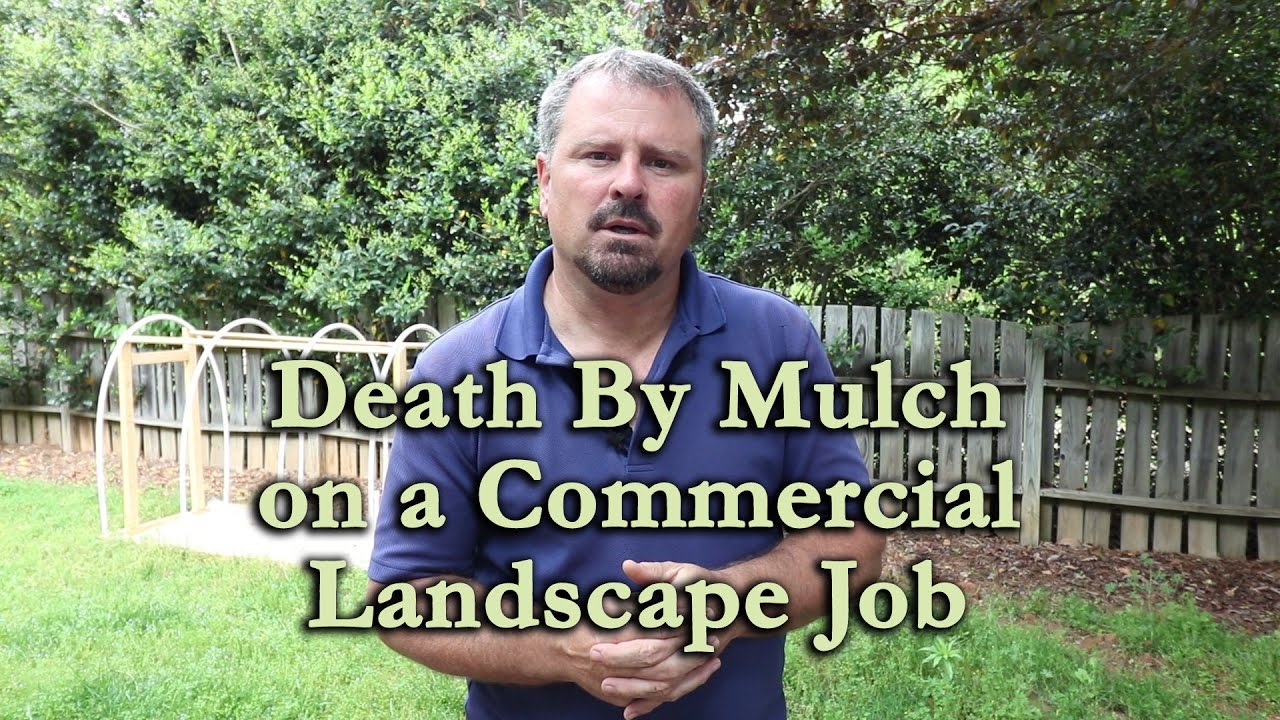 Death by Mulch and Poor Planting Techniques on a Commercial Landscape Job