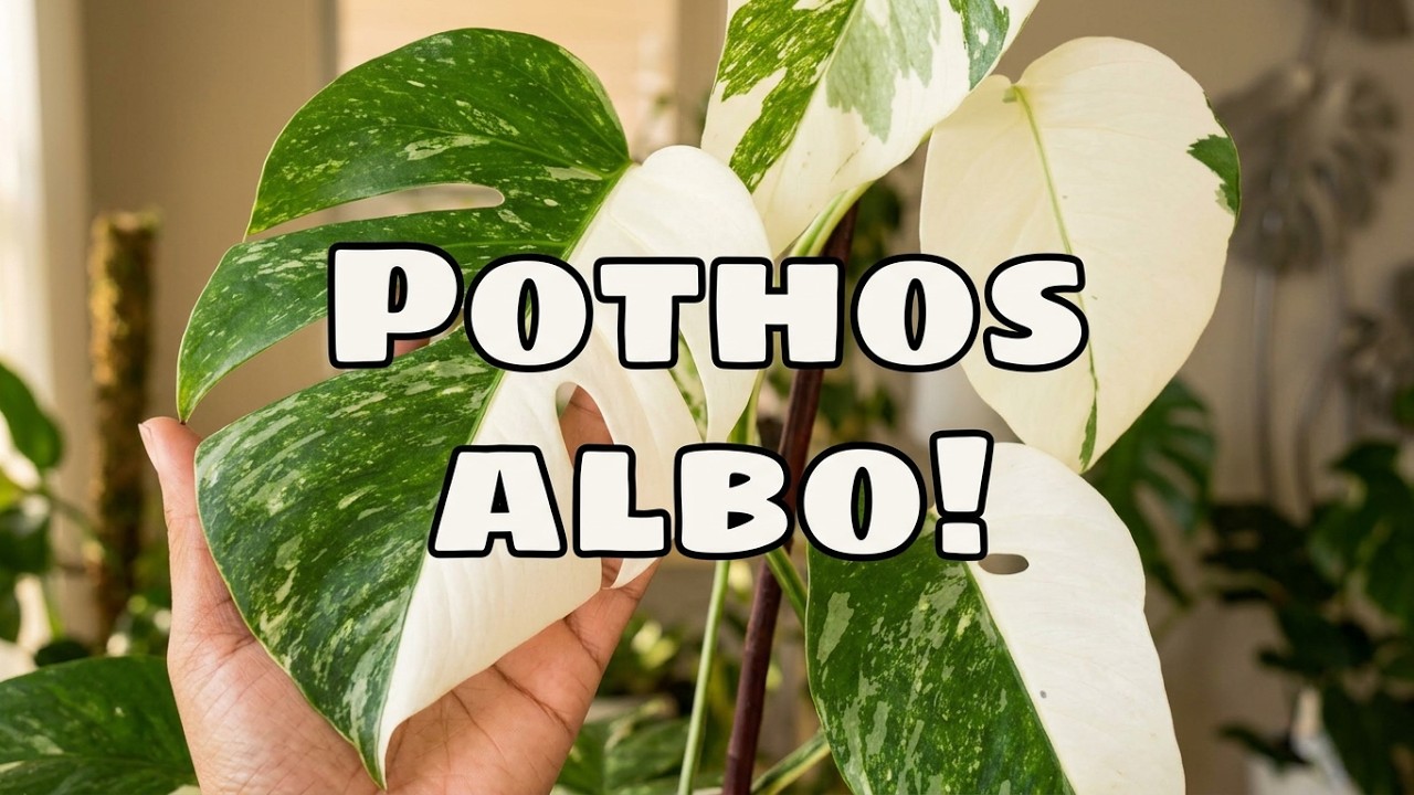 1 Year Epipremnum Pinnatum Variegata  Propagation Update & Care Tips